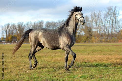 Obraz na płótnie Pure Arabian dapple grey horse on training day on the autumn green field w salonie