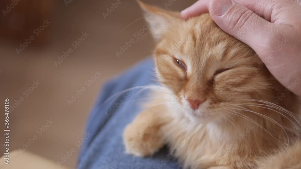 Man strokes cute ginger cat. Fluffy pet purrs with pleasure. Cozy home. Man strokes cute ginger cat. Fluffy pet purrs with pleasure. Cozy home.