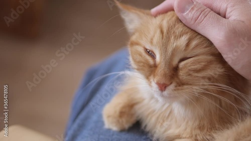 Wallpaper Mural Man strokes cute ginger cat. Fluffy pet purrs with pleasure. Cozy home. Torontodigital.ca