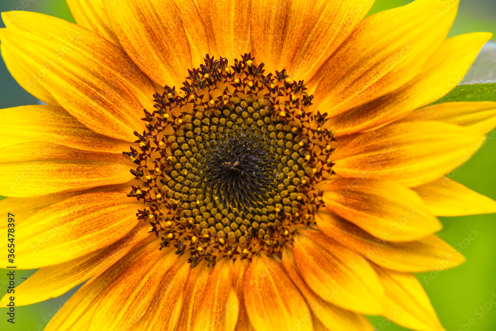 Sunflower close up made in Weert the Netherlands Sunflower close up made in Weert the Netherlands