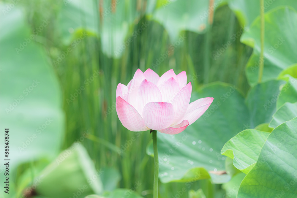 ぽつんと咲くハスの花 ぽつんと咲くハスの花