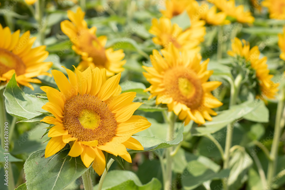 Happy yellow sunflowers