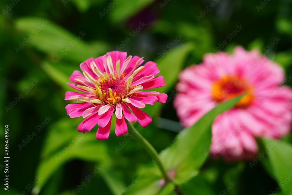 Obraz premium Colorful zinnia flowers in summer