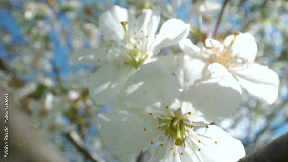 A closer look of the white petals of the apple tree flowers A closer look of the white petals of the apple tree flowers
