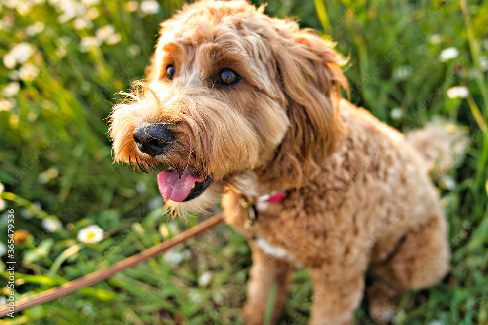 A cute dog at the sunset having fun as a puppy in a park