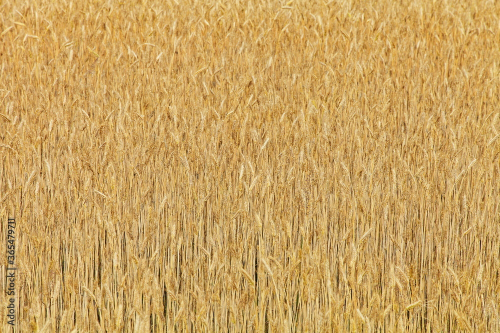 Beautiful Golden wheat field on Sunny summer day, cereals, agriculture, bread, farming texture for background Beautiful Golden wheat field on Sunny summer day, cereals, agriculture, bread, farming texture for background