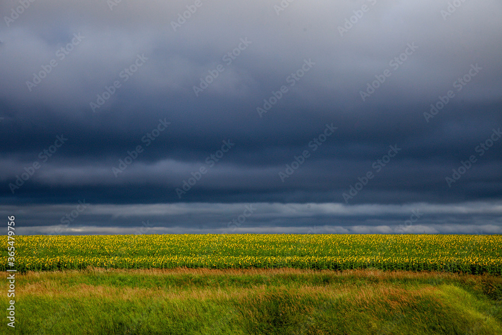 large field of sunflowers against the background of the stormy sky