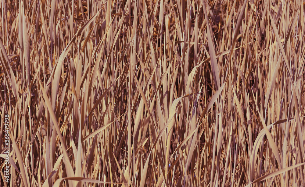 Texture of decorative narrow-leaved field grass in beige tones Texture of decorative narrow-leaved field grass in beige tones