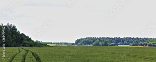 Beautiful green wheat seeded field with a tractor track road and forest on horizon against the sky on a Sunny summer day — agriculture, wide panoramic rural landscape