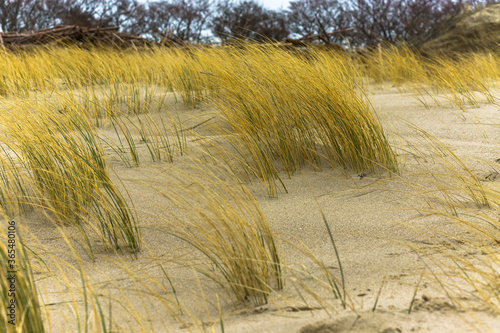 Dry grass on the sea sand. Sand dunes of the coastal strip.