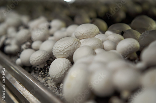 Champignons growing in a greenhouse for mushrooms. Close-up.