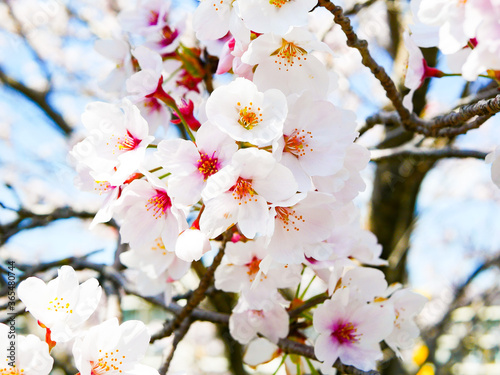 cherry tree blossom