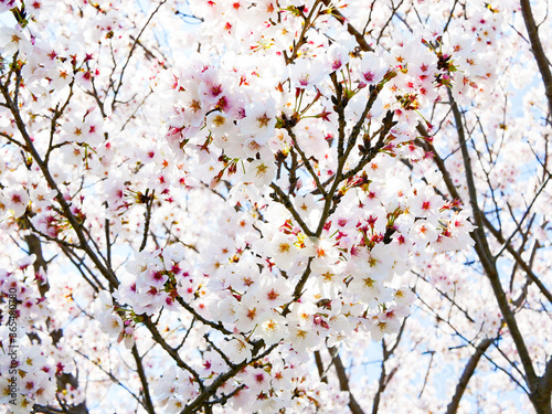 blossom