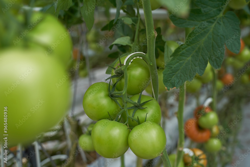 Tomato shoots with fruits growing in a bright, illuminated greenhouse.