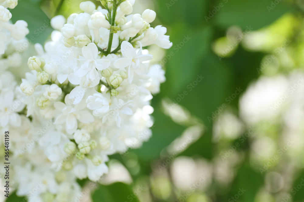 Closeup view of beautiful blooming lilac shrub with white flowers outdoors Closeup view of beautiful blooming lilac shrub with white flowers outdoors