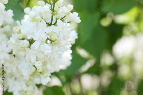 Closeup view of beautiful blooming lilac shrub with white flowers outdoors
