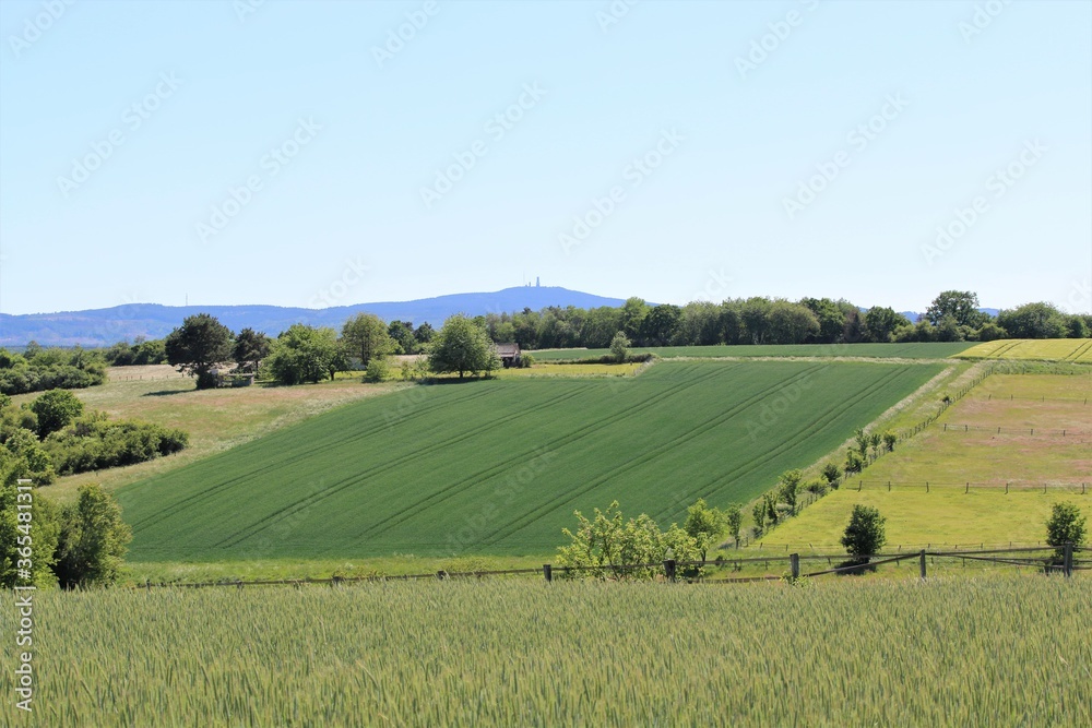 A grain field in the foreground and a tree and a green field in the background