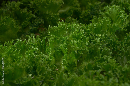 A closeup of a salad growing in a light greenhouse.