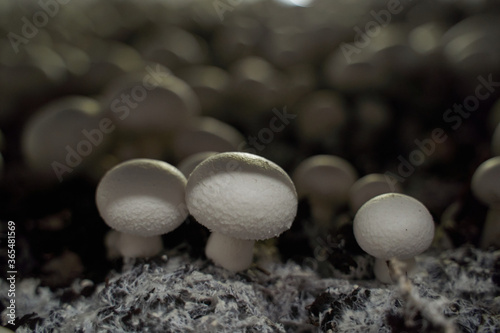 Champignons growing in a greenhouse for mushrooms. Close-up.