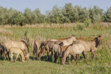 Herd of Wild Konik or Polish primitive horse grazes on the Ermakov island