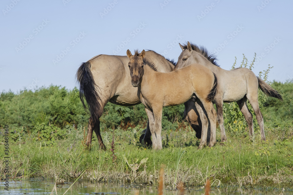 Foal in the herd - Wild Konik or Polish primitive horse. The first three foals were born on Ermakov Island Foal in the herd - Wild Konik or Polish primitive horse. The first three foals were born on Ermakov Island