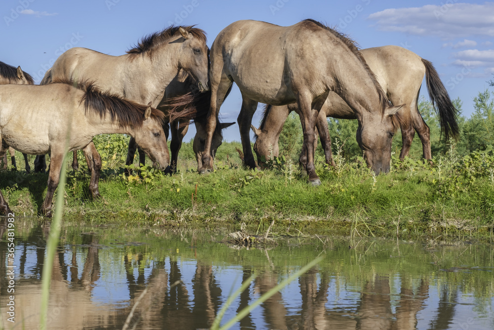 Herd of Wild Konik or Polish primitive horse grazes near the river
