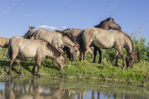 Herd of Wild Konik or Polish primitive horse grazes near the river