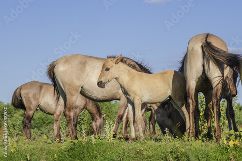 Foal in the herd - Wild Konik or Polish primitive horse. The first three foals were born on Ermakov Island © Andriy Nekrasov