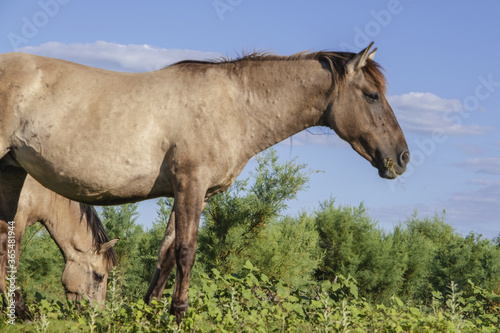 Close-up of Wild Konik or Polish primitive horse on Ermakov island