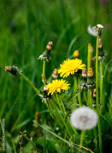 yellow dandelion on the grass