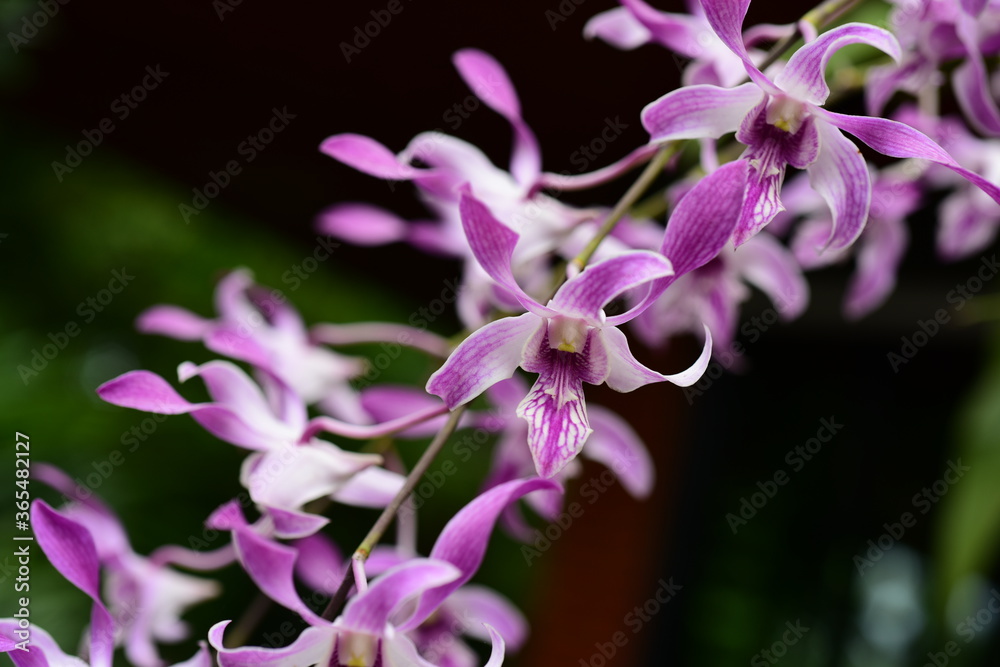Closeup of purple orchid flowers beautiful in nature Closeup of purple orchid flowers beautiful in nature