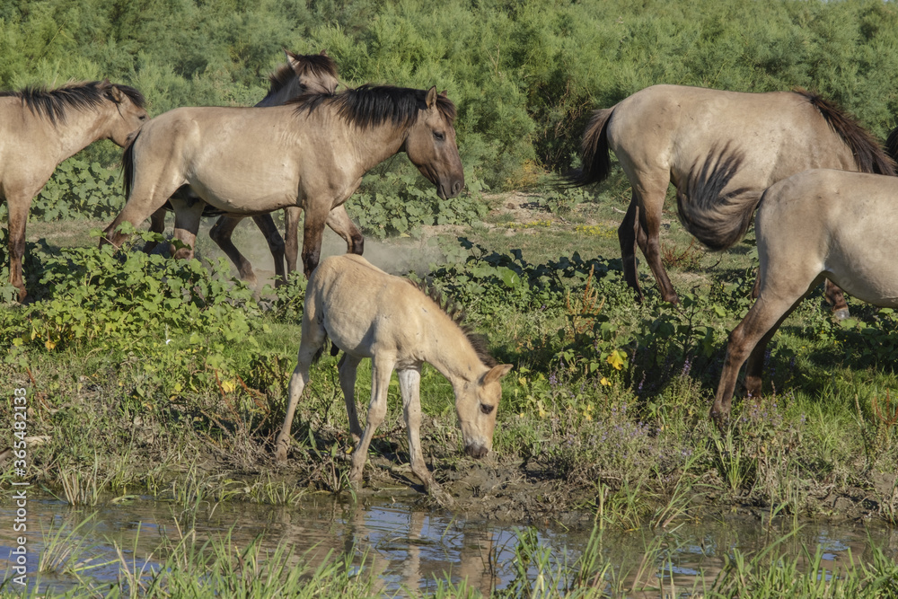 Foal in the herd - Wild Konik or Polish primitive horse at the watering hole. The first three foals were born on Ermakov Island Foal in the herd - Wild Konik or Polish primitive horse at the watering hole. The first three foals were born on Ermakov Island