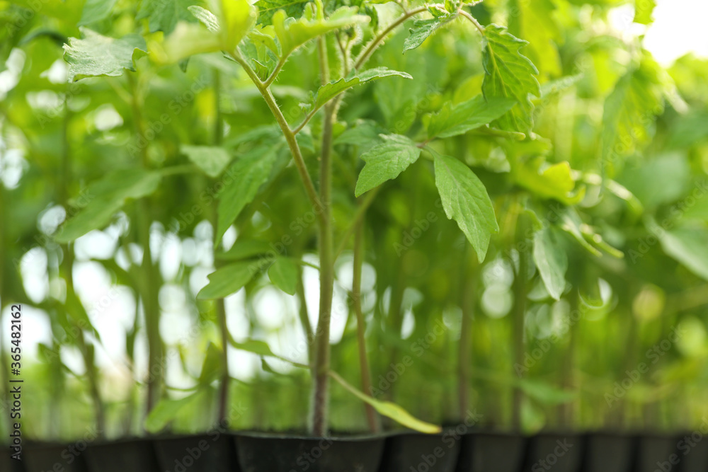 Green tomato seedlings on blurred background, closeup Green tomato seedlings on blurred background, closeup