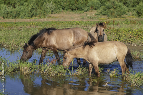 Herd of Wild Konik or Polish primitive horse at the watering hole © Andriy Nekrasov