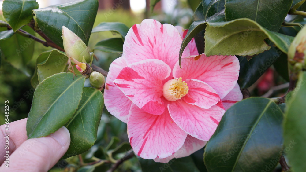 Vertical blooming camellia flowers in an old English park Vertical blooming camellia flowers in an old English park