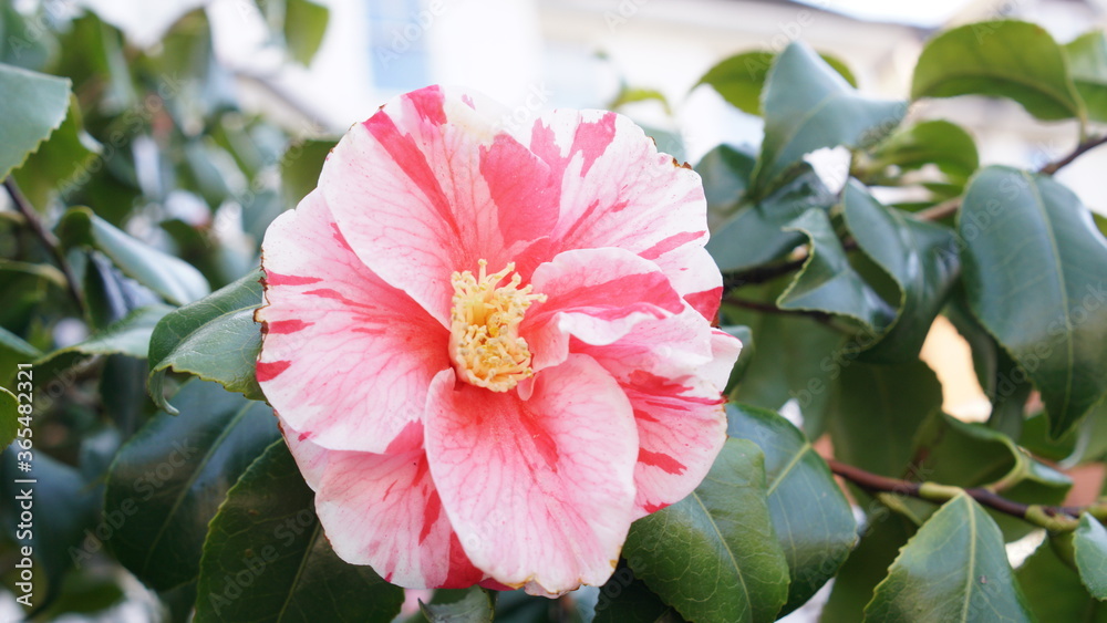 Vertical blooming camellia flowers in an old English park Vertical blooming camellia flowers in an old English park