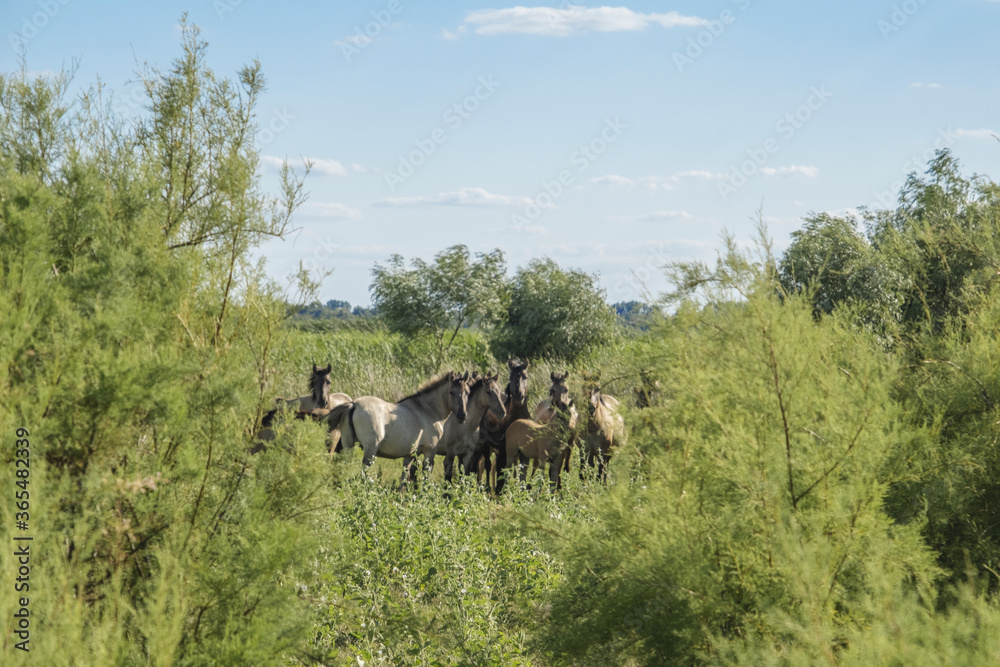 Fototapeta premium Herd of Wild Konik or Polish primitive horse hiding in the bushes