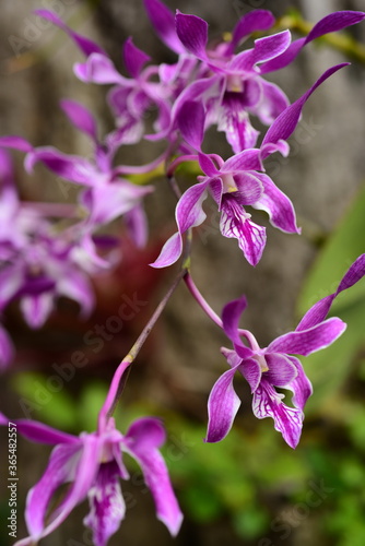 Closeup pictures of purple orchid flowers beautiful in nature