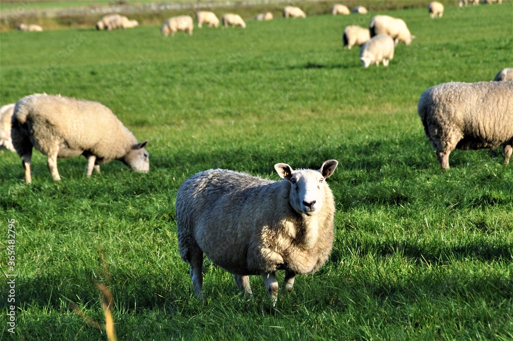 Fototapeta premium White sheep on the pasture in northern germany