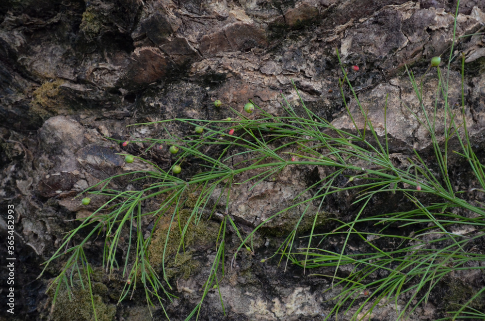 Moss on the ground. Brasil, 2020. Moss on the ground. Brasil, 2020.