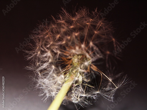 Detail of dandelion