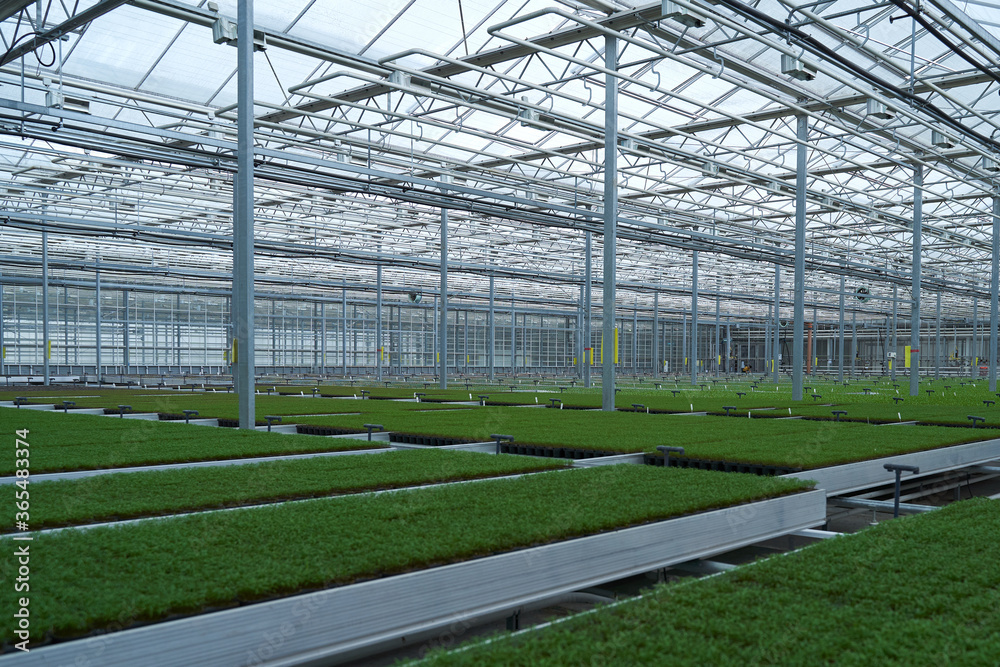 Light greenhouse with young sprouts of greenery.