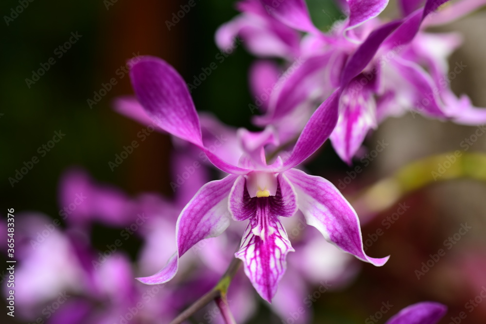 Closeup pictures of purple orchid flowers beautiful in nature Closeup pictures of purple orchid flowers beautiful in nature