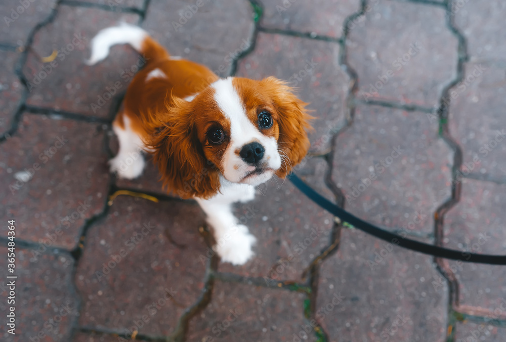 Top view of a cute Cavalier king charles spaniel puppy on the leash