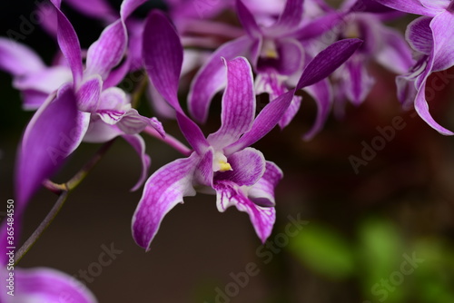 Closeup pictures of purple orchid flowers beautiful in nature
