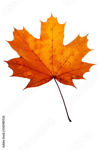 Maple leaf closeup isolated on white background