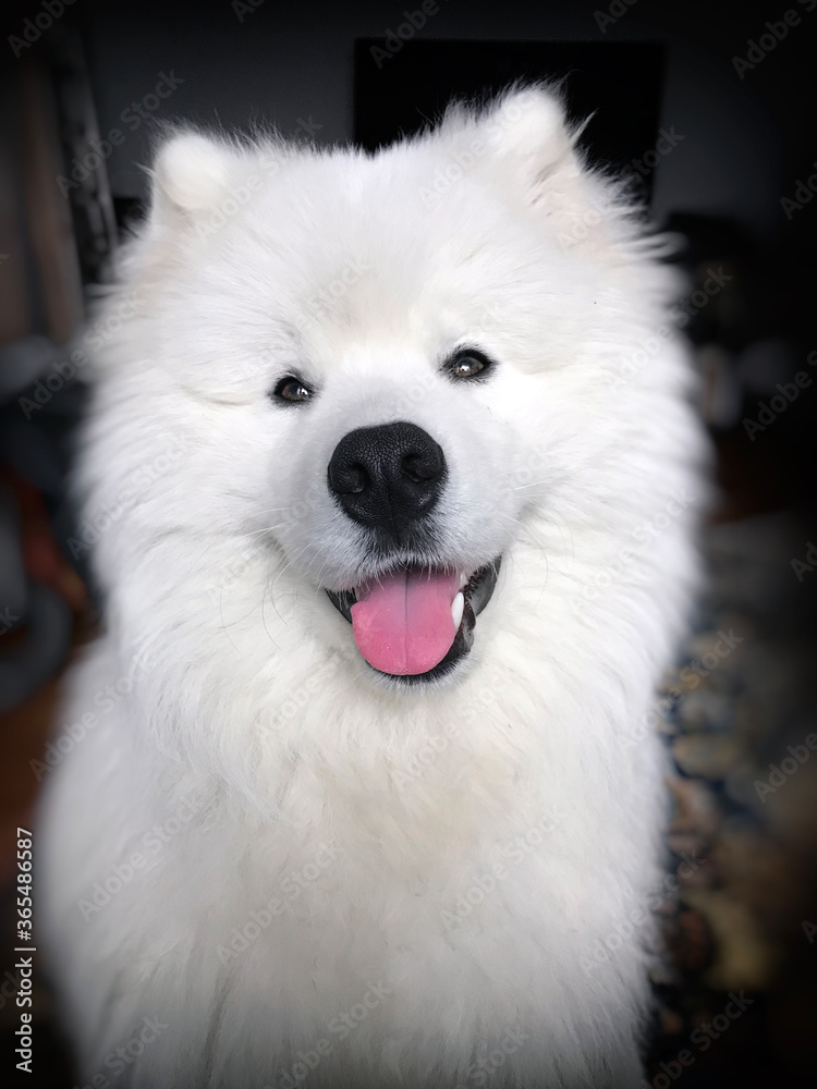 Sorrido! Sorrido!