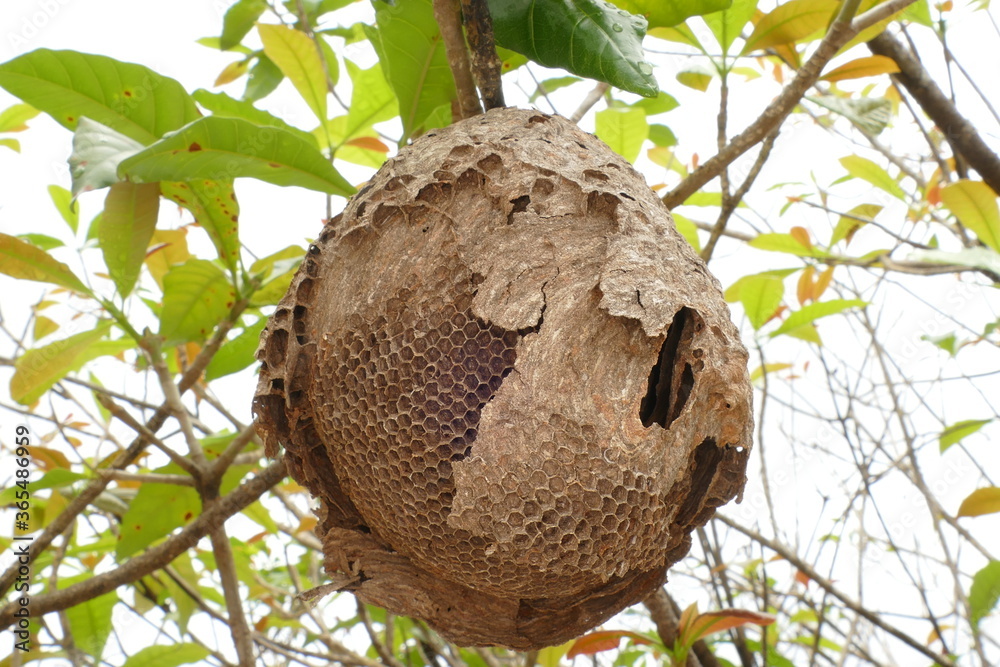 Abandoned wild bee nest in a tree, Amazon rainforest near Manaus, Brazil Abandoned wild bee nest in a tree, Amazon rainforest near Manaus, Brazil