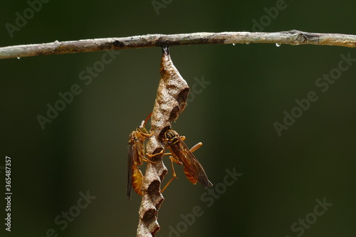 Mischocyttarus wasp, subfamília Polistinae, building a small nest by two wasps on a thin tree branch, Amazon rainforest near the village Balbina, Brazil.