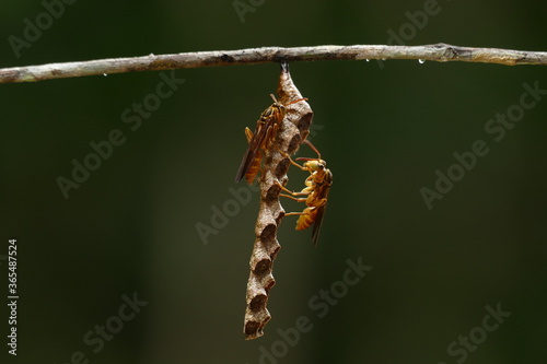 Mischocyttarus wasp, subfamília Polistinae, building a small nest by two wasps on a thin tree branch, Amazon rainforest near the village Balbina, Brazil. photo